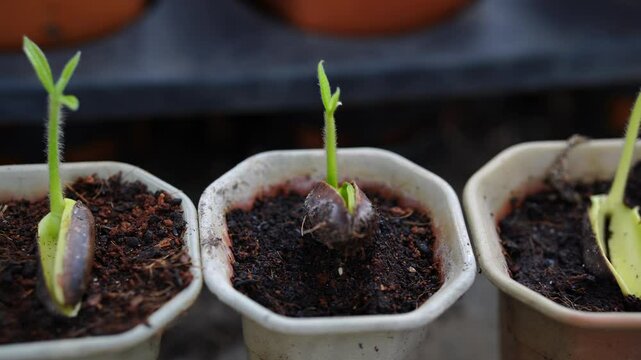 Tree growth from seed