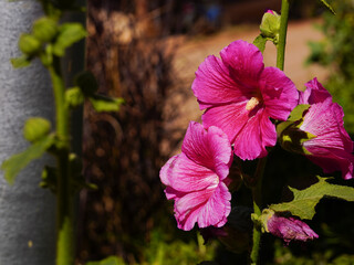  Hollyhock / Althaea rosea Flower