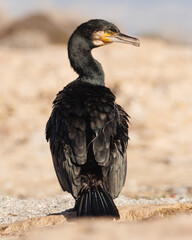 Cormorán Phalacrocorax carbo de espaldas con sedal de pesca enrollado en su cuerpo, Alicante, España