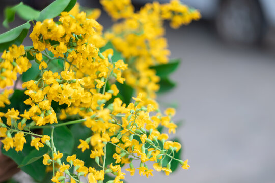 yellow flowers of padauk flowers, with beautiful green leaves, Thingyan Water Festival in Myanmar. 