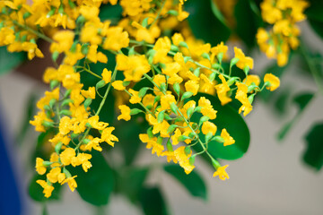 yellow flowers of padauk flowers, with beautiful green leaves, Thingyan Water Festival in Myanmar. 