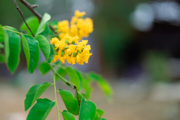 Yellow flowers by the wayside of padauk flowers, with beautiful green leaves, and with a blurred background Thingyan Water Festival in Myanmar. 