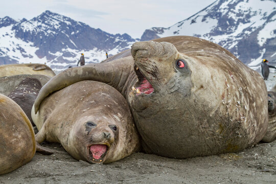 Southern elephant seal (Mirounga leonina) mating behavior on South Georgia Island, Southern Ocean