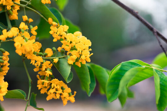 Yellow flowers by the wayside of padauk flowers, with beautiful green leaves, and with a blurred background Thingyan Water Festival in Myanmar. 