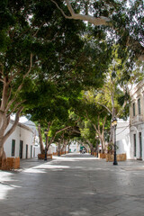 Street with big trees, Haria, Lanzarote, Spain
