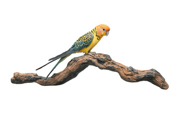 A vibrant Sun Conure parrot perched gracefully on a weathered branch, isolated against a pure white backdrop.