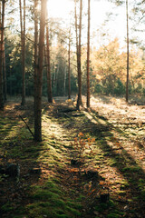 beautiful pine autumn forest in sunny weather