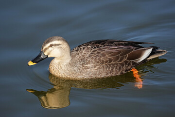 Indian spot-billed Duck - Japan