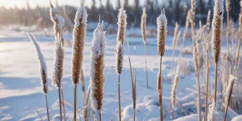Close-up of frozen broadleaf cattails covered in snow, waters, nature, winter