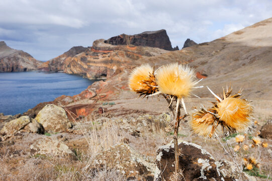 Abra Bay, Sao Lourenco peninsula, Madeira island, Atlantic Ocean, Portugal