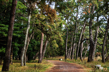 Forest Path Through Tall Evergreen Trees, Amanohashidate Sandbar, Kyoto, Japan