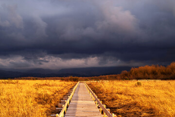 Wooden boardwalk, ecological trail on dry golden grass against the background of a dark stormy cloudy sky. National Park, Ispani sphagnum bog in Kobuleti, Georgia in spring