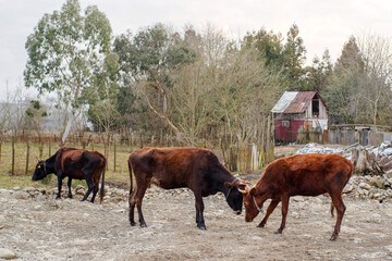 Two red skinny cows fighting on horns in Georgian village
