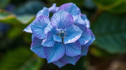 Close-Up of a Blue Hydrangea Bloom with Delicate Petals and Lush Green Background