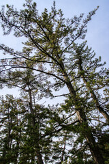 Tall Pine Tree Against a Clear Blue Sky, Amanohashidate Sandbar, Kyoto, Japan