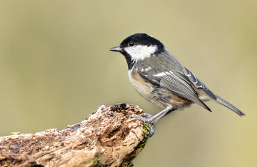 Coal Tit, Scientific name: Periparus ater.  Close up of a Coal Tit facing left and perched on a gnarled log with bits of green moss.  Clean background.  Copy space.