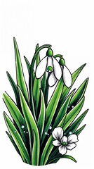 Obraz premium Detailed illustration of snowdrop flowers with green leaves and artistic outlines
