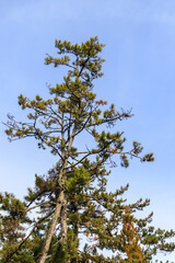 Tall Pine Tree Against a Clear Blue Sky, Amanohashidate Sandbar, Kyoto, Japan