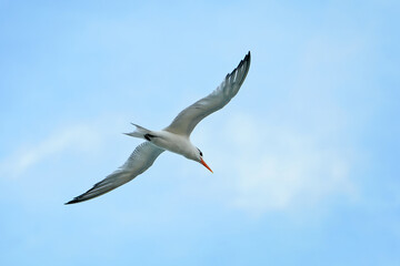 Tern with Wings Extended Against a Blue Sky