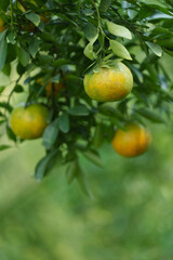 oranges in the orchard that are producing fruit.