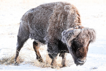 Fototapeta premium American Bison - Winter