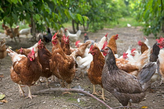Rearing laying hens in a cherry orchard, Lerchnhof Farm Inn, Valdaora di Sotto, South Tyrol (Alto Adige), Italy
