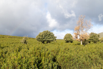 Rockrose fields in the area of the black villages of Guadalajara, Spain