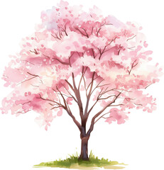 Cherry blossom tree watercolor painting isolated on transparent background.