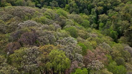 Spring time colors in Nature with plants and trees in green forest 