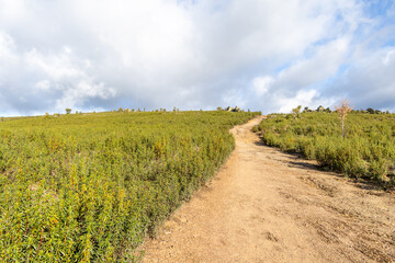 Rockrose fields in the area of the black villages of Guadalajara, Spain