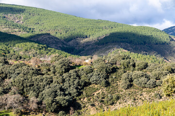 Rockrose fields in the area of the black villages of Guadalajara, Spain