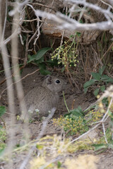 Vertical Image of Side profile of Mountain cavies or Microcavia between buses and scrubs. Location: Cueva de las Manos, UNESCO World Heritage Site, Patagonia, Argentina