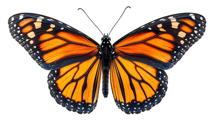Monarch Butterfly Wings: A stunningly detailed closeup of a monarch butterfly's vibrant orange and black wings, showcasing its intricate pattern and delicate structure.  