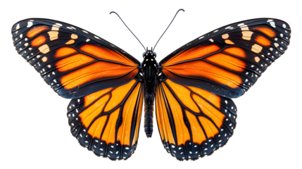 Monarch Butterfly Wings: A stunningly detailed closeup of a monarch butterfly's vibrant orange and black wings, showcasing its intricate pattern and delicate structure.  