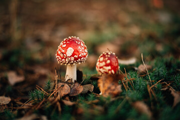 Toxic and hallucinogen mushroom Fly Agaric in grass on autumn forest