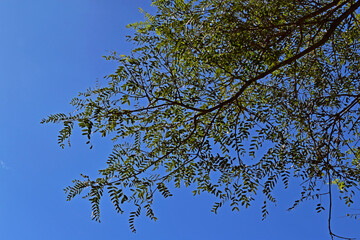 Tree branches and blue sky in Teresopolis, Rio de Janeiro, Brazil
