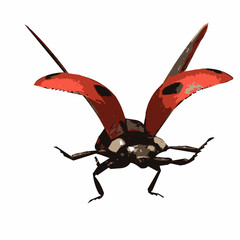 This image is animal ilustration isolated design of insect ladybug 