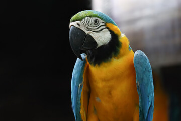 Close up head the Blue macaw parrot bird in garden