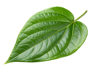 Obraz premium A fresh betel leaf isolated on a transparent background