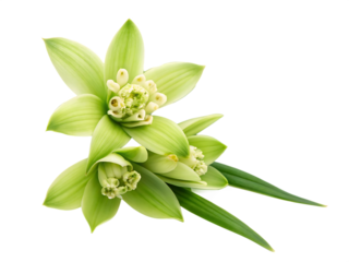 A fresh pandan flower isolated on a transparent background