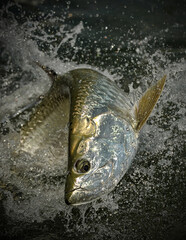 Tarpon  swimming in ocean
