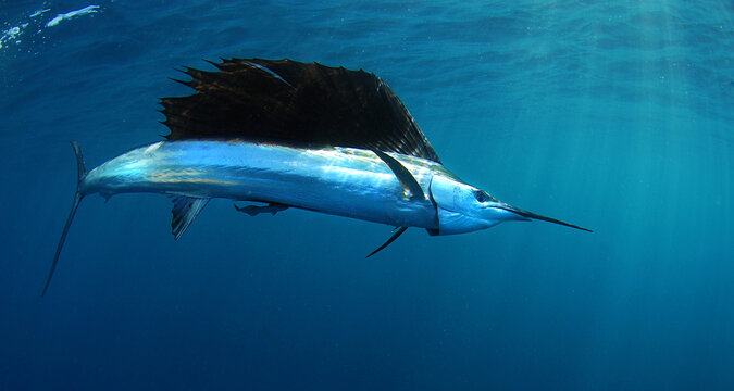 Sailfish swimming in ocean