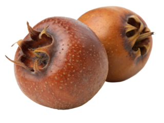 A ripe medlar fruit isolated on a transparent background