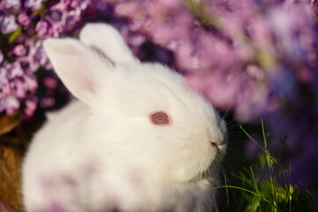 beautiful white rabbit close-up portrait surrounded by spring flowers