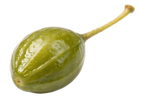 A single fresh caper berry isolated on a transparent background