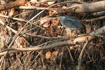 Green Egret, living naturally in Thailand
