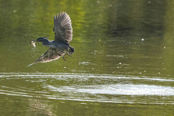 Green Egret, living naturally in Thailand