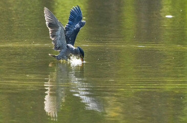 Fototapeta premium Green Egret, living naturally in Thailand