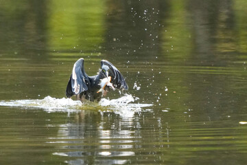 Green Egret, living naturally in Thailand