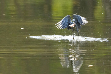 Green Egret, living naturally in Thailand
